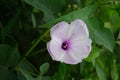 Ipomoea carnea (Kangkung pagar, krangkungan, pink morning glory) in nature.