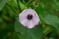 Ipomoea carnea (Kangkung pagar, krangkungan, pink morning glory) in nature.