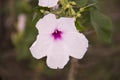 Ipomoea carnea . pink flower. kangkung pagar