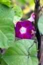 Ipomoea creeper blossoms brightly crimson flower Royalty Free Stock Photo
