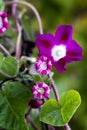 Ipomoea creeper blossoms brightly crimson flower Royalty Free Stock Photo