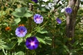 Ipomoea flowers with light and dark violet petals in sunny day