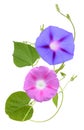 The ipomoea, glory morning flowers isolated white