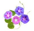 The ipomoea, glory morning flowers isolated white