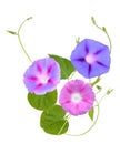 The ipomoea, glory morning flowers isolated white