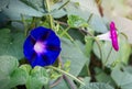 Ipomoea Indica Royalty Free Stock Photo