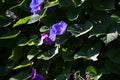 Ipomoea indica flowers. Convolvulaceae perennial tropical vine.