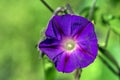 Ipomoea indica known as blue or oceanblue morning glory, koali awa, and blue dawn flower