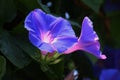 Ipomoea indica