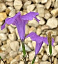 Ipomoea indica, violaceas