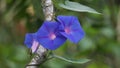 Ipomoea nil (Ipomoea morning glory, picotee morning glory, ivy morning glory, Japanese morning glory)