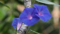 Ipomoea nil (Ipomoea morning glory, picotee morning glory, ivy morning glory, Japanese morning glory)