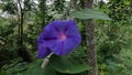 Ipomoea nil (Ipomoea morning glory, picotee morning glory, ivy morning glory, Japanese morning glory)