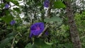 Ipomoea nil (Ipomoea morning glory, picotee morning glory, ivy morning glory, Japanese morning glory)