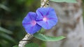 Ipomoea nil (Ipomoea morning glory, picotee morning glory, ivy morning glory, Japanese morning glory)