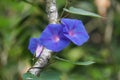 Ipomoea nil (Ipomoea morning glory, picotee morning glory, ivy morning glory, Japanese morning glory)