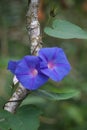 Ipomoea nil (Ipomoea morning glory, picotee morning glory, ivy morning glory, Japanese morning glory)