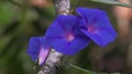 Ipomoea nil (Ipomoea morning glory, picotee morning glory, ivy morning glory, Japanese morning glory)