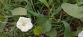 The Ipomoea obscura known as Obscure morning glory or the small white morning glory. Royalty Free Stock Photo