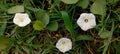 The Ipomoea obscura known as Obscure morning glory or the small white morning glory. Royalty Free Stock Photo