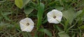 The Ipomoea obscura known as Obscure morning glory or the small white morning glory. Royalty Free Stock Photo