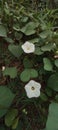 The Ipomoea obscura known as Obscure morning glory or the small white morning glory. Royalty Free Stock Photo