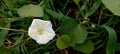 The Ipomoea obscura known as Obscure morning glory or the small white morning glory. Royalty Free Stock Photo