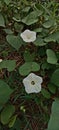 The Ipomoea obscura known as Obscure morning glory or the small white morning glory. Royalty Free Stock Photo