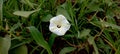 The Ipomoea obscura known as Obscure morning glory or the small white morning glory. Royalty Free Stock Photo