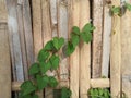 The Ipomoea obscura plant or morning glory plant has green leaves creeping up the bamboo wall