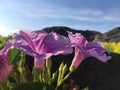 Ipomoea Pes-caprae ant Blossoming on Beach in Kekaha during Sunrise on Kauai Island in Hawaii.