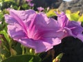 Ipomoea Pes-caprae ant Blossoming on Beach in Kekaha during Sunrise on Kauai Island in Hawaii.