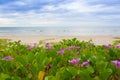 Ipomoea pes-caprae on the beach Royalty Free Stock Photo