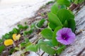 Ipomoea pes-caprae, Green Leafs Goat`s Foot Creeper on the beach Royalty Free Stock Photo