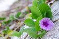 Ipomoea pes-caprae, Green Leafs Goat`s Foot Creeper on the beach Royalty Free Stock Photo