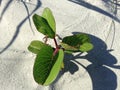 Ipomoea Pes-caprae Plant Growing in Sand Dunes. Royalty Free Stock Photo