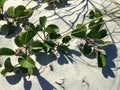 Ipomoea Pes-caprae Plant Growing in Sand Dunes. Royalty Free Stock Photo