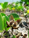 Ipomoea pes-caprae's seed Royalty Free Stock Photo