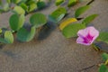 The Ipomoea pes-caprae in sand