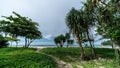 Ipomoea pes-caprae on sand beach. Sandy walkway to the sea beach on blue sky background Royalty Free Stock Photo