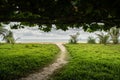 Ipomoea pes-caprae on sand beach. Sandy walkway to the sea beach on blue sky background Royalty Free Stock Photo