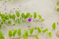 Ipomoea pes-caprae Sweet or Beach Morning Glory