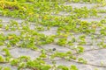 Ipomoea pes-caprae Sweet or Beach Morning Glory Royalty Free Stock Photo