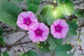 Ipomoea pes-caprae Sweet. Royalty Free Stock Photo