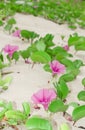 Ipomoea pes-caprae Sweet. Royalty Free Stock Photo