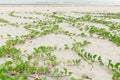 Ipomoea pes-caprae Sweet. Royalty Free Stock Photo