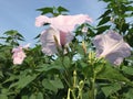 Ipomoea, Pink morning Glory Flower and blue sky. a plant of the genus Ipomoea in the family Convolvulaceae.