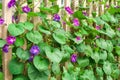 Ipomoea purpurea