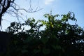 Ipomoea purpurea \'Caprice\' blooms in October. Berlin, Germany