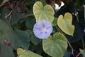 Ipomoea purpurea \'Caprice\' blooms in October. Berlin, Germany